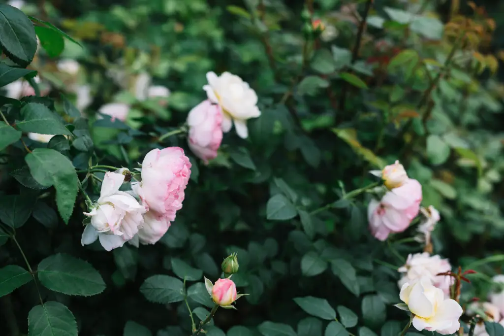 find de flotte blomster, buske og planter til haven
